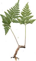Davallia fejeensis